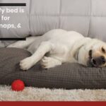 Choose the Perfect Dog Mattress