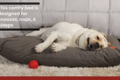 Choose the Perfect Dog Mattress