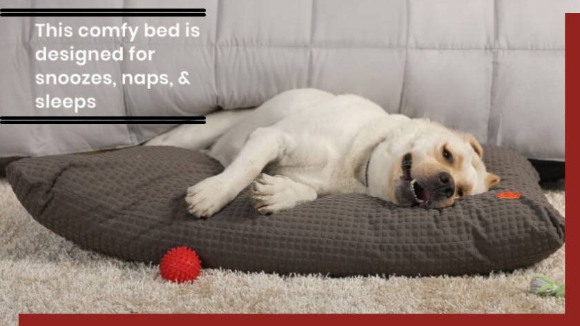 Choose the Perfect Dog Mattress