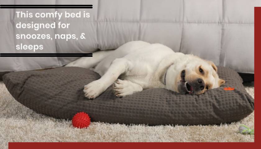 Choose the Perfect Dog Mattress