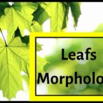 Leafs Morphology