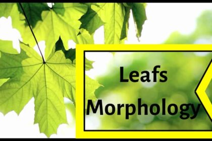 Leafs Morphology