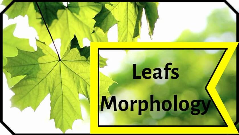 Leafs Morphology