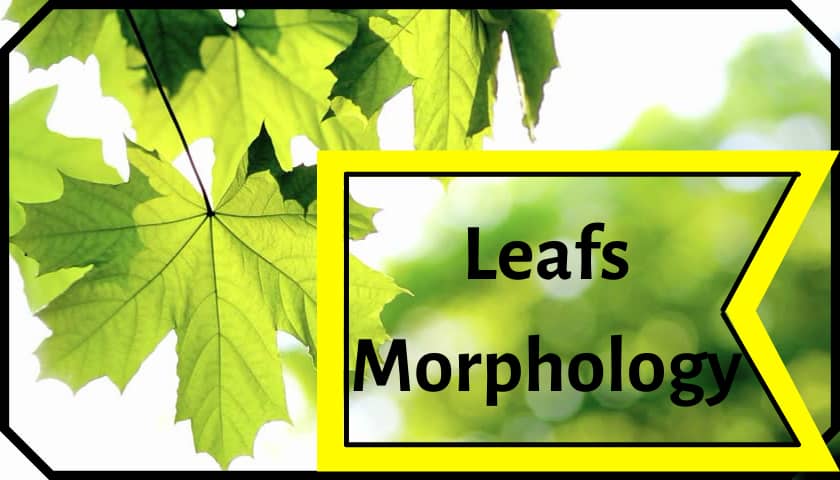 Leafs Morphology