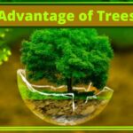 The Advantage of Trees