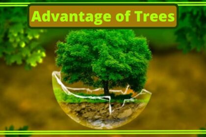 The Advantage of Trees