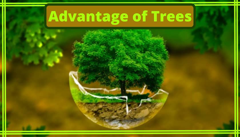 The Advantage of Trees